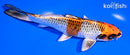 6.5" BENI GINGA