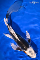 10" BENI GINGA BUTTERFLY