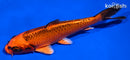 5.5" ORENJI MATSUBA