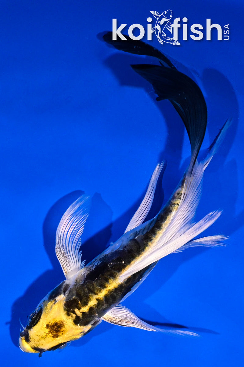 5.5" ARAGOKE KIN KIKOKURYU BUTTERFLY