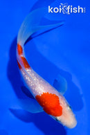 4.5" GINRIN KOHAKU BUTTERFLY
