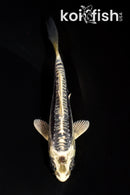 4" KIKOKURYU
