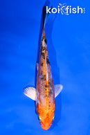 4.5" HEISEI NISHIKI