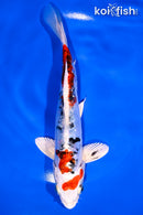 7.75" HEISEI NISHIKI