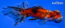 4.5" CALICO TELESCOPE GOLDFISH