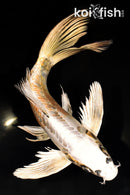 10.75" KIN KIKOKURYU BUTTERFLY