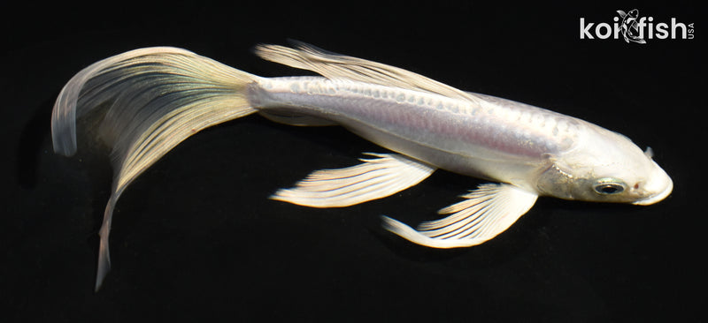 6.5" DOITSU PLATINUM OGON BUTTERFLY