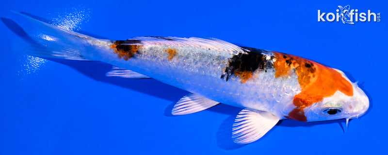 5" YAMATO NISHIKI