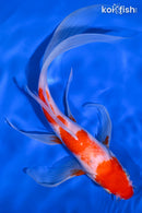 10" KOHAKU BUTTERFLY