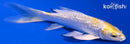 5.25" GINRIN LEMON HARIWAKE BUTTERFLY