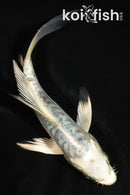 5" ARAGOKE GIN MATSUBA BUTTERFLY