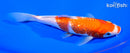 6.5" GINRIN KOHAKU