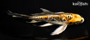 6" ARAGOKE BENI KIKOKURYU BUTTERFLY