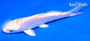 4.5" DOITSU LEMON HARIWAKE