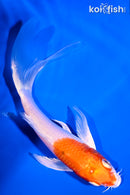 5.5" HARIWAKE BUTTERFLY