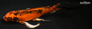 7.75" ORENJI MATSUBA BUTTERFLY
