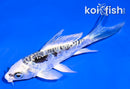 4" KIKOKURYU BUTTERFLY