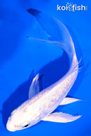 4.5" GINRIN ARAGOKE PLATINUM OGON BUTTERFLY