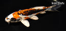 6.75" BENI KIKOKURYU