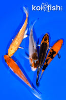 PACK OF (5) 3.75-4" MIXED STANDARD KOI