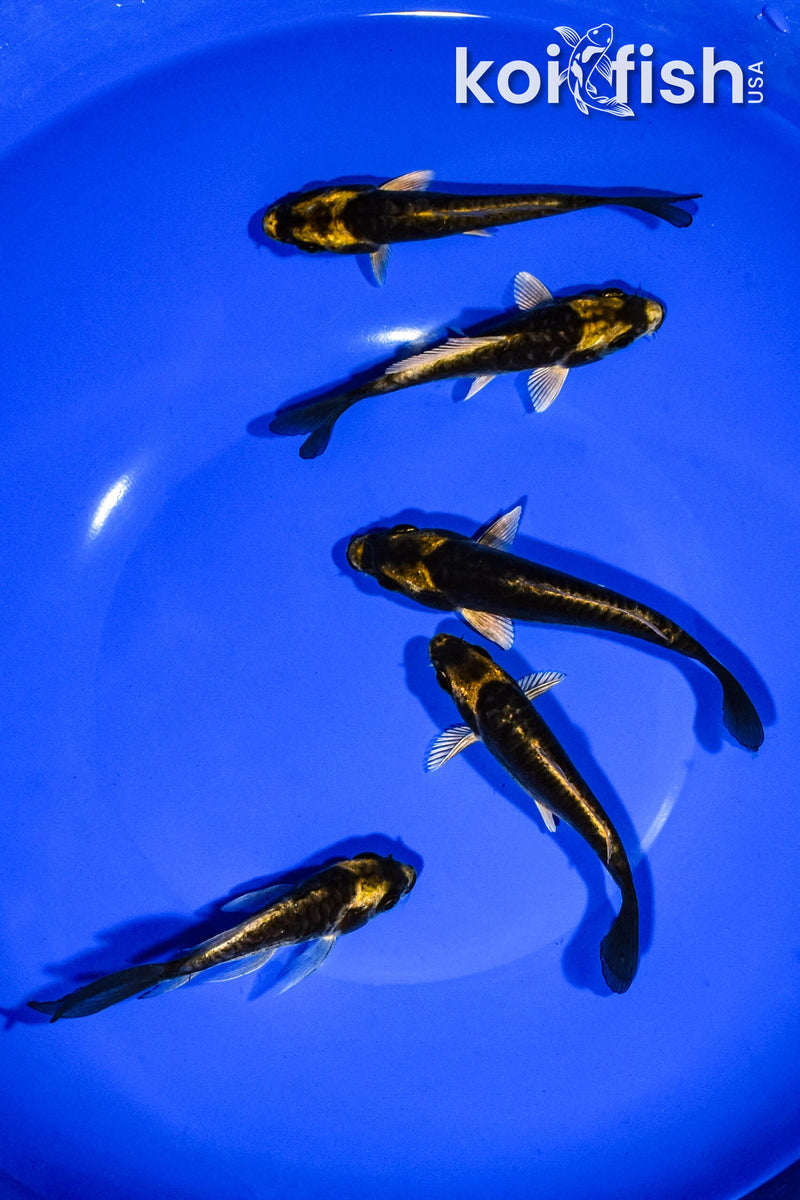 PACK OF (5) 3-4" KABUTO KOI