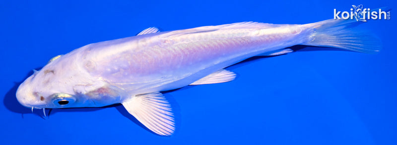 5.5" LEATHER PLATINUM OGON