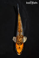 5" GINRIN BENI GINGA