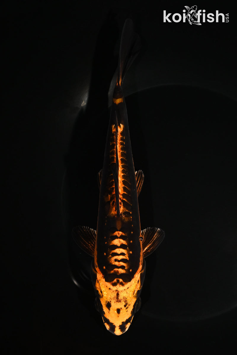 7.25" BENI KIKOKURYU
