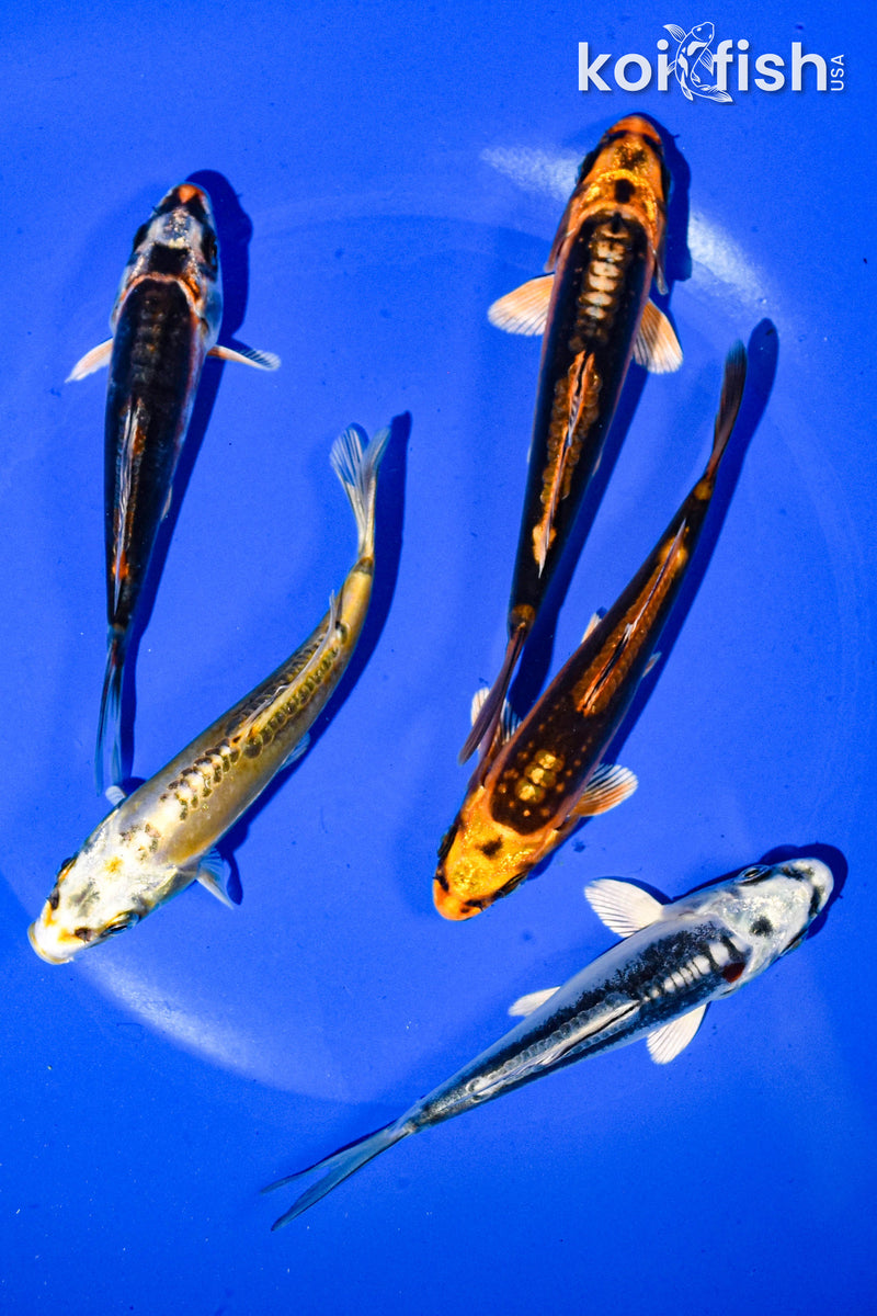 PACK OF (5) 3-4" STANDARD GHOST KOI