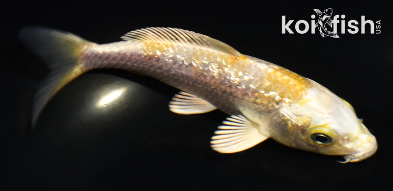 5" GINRIN HARIWAKE