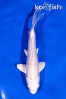 4" PLATINUM OGON