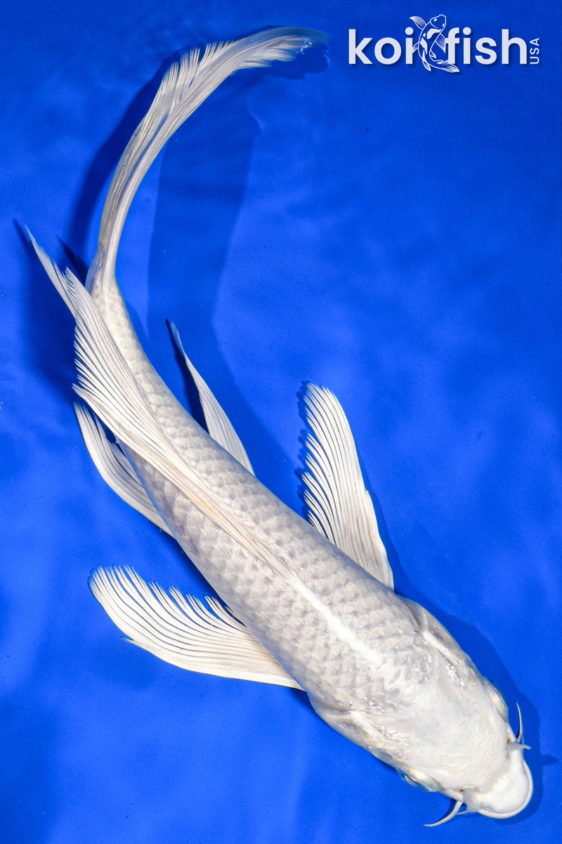 9.5" PLATINUM OGON BUTTERFLY