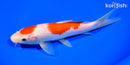 7.75" KOHAKU