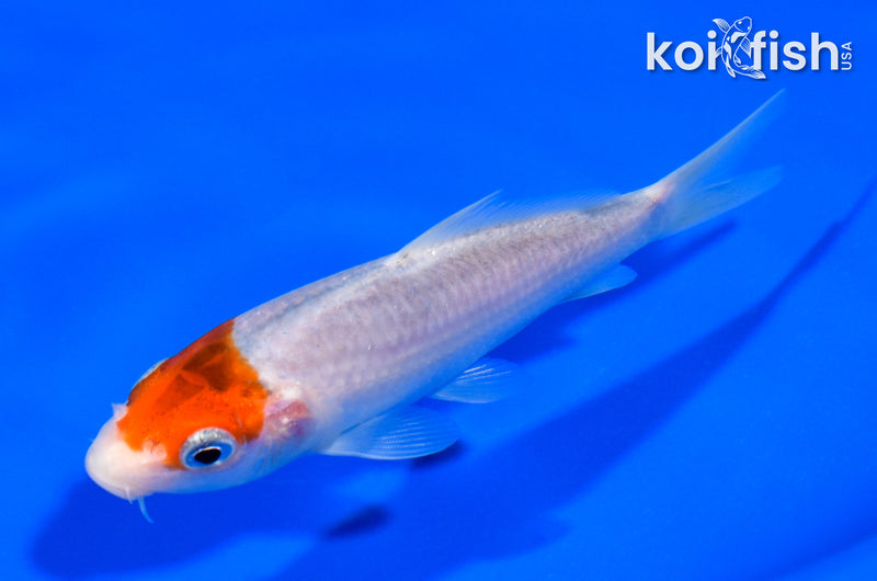 5" GOROMO