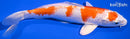 7.25" HARIWAKE