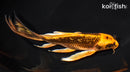 7.75" ORENJI MATSUBA BUTTERFLY