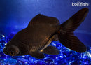 5" BLACK MOOR GOLDFISH