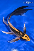 10" KIN KIKOKURYU BUTTERFLY