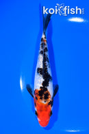 6.5" GINRIN SHOWA