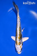 7.5" KIN KIKOKURYU