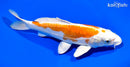 8.75" KIKUSUI