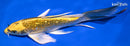 8.5" GINRIN KIN KI MATSUBA BUTTERFLY
