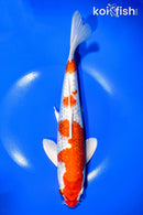 11.25" GINRIN HARIWAKE