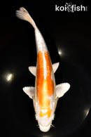 11" KIKUSUI