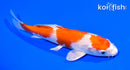 6" HARIWAKE