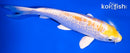 6" GINRIN LEMON HARIWAKE