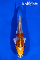 4.5" KUJAKU