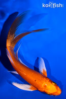 5.25" ORENJI OGON BUTTERFLY