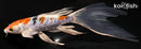7.5" HEISEI NISHIKI BUTTERFLY