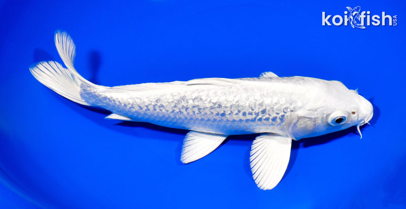 9" GINRIN PLATINUM OGON